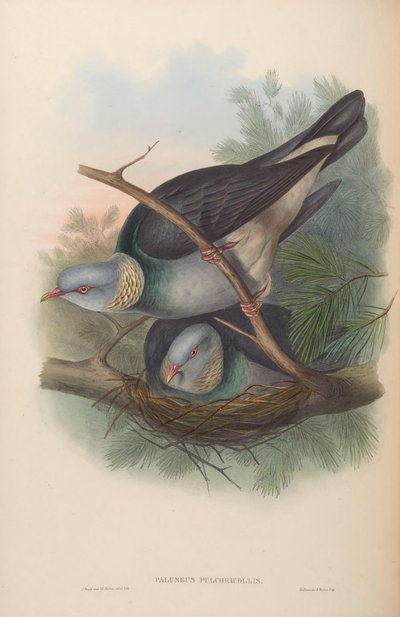 Palumbus pulchricollis = Columba pulchricollis by John Gould